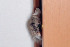 怖いけれど鏡が気になるネコ。何度もチラッと顔をのぞかせる姿に「まだこっちをのぞいている」「かわいすぎます！」
