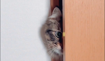 怖いけれど鏡が気になるネコ。何度もチラッと顔をのぞかせる姿に「まだこっちをのぞいている」「かわいすぎます！」