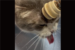 おでこに蛇口を当てて・・。水が飲みたいネコの行動が話題に「飲めてませんね」「なんて独特な！」