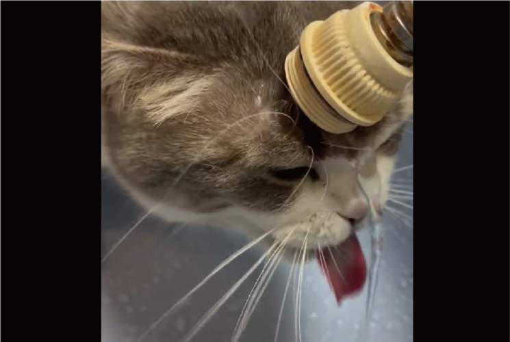 おでこに蛇口を当てて・・。水が飲みたいネコの行動が話題に「飲めてませんね」「なんて独特な！」