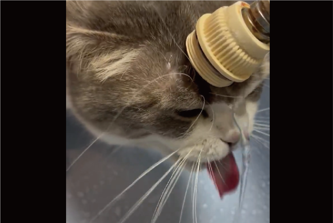 おでこに蛇口を当てて・・。水が飲みたいネコの行動が話題に「飲めてませんね」「なんて独特な!」