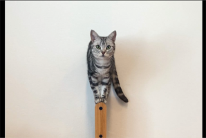 爪とぎに乗ってドヤ顔をしているネコが話題に「そこに山があるから的な・・・」「なんというバランス感覚」