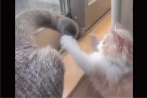 しっぽと戦う子ネコがかわいすぎる！「おチビにとっては毎回真剣勝負」「必死になって追う子ネコめっちゃ良い」