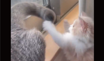 しっぽと戦う子ネコがかわいすぎる！「おチビにとっては毎回真剣勝負」「必死になって追う子ネコめっちゃ良い」