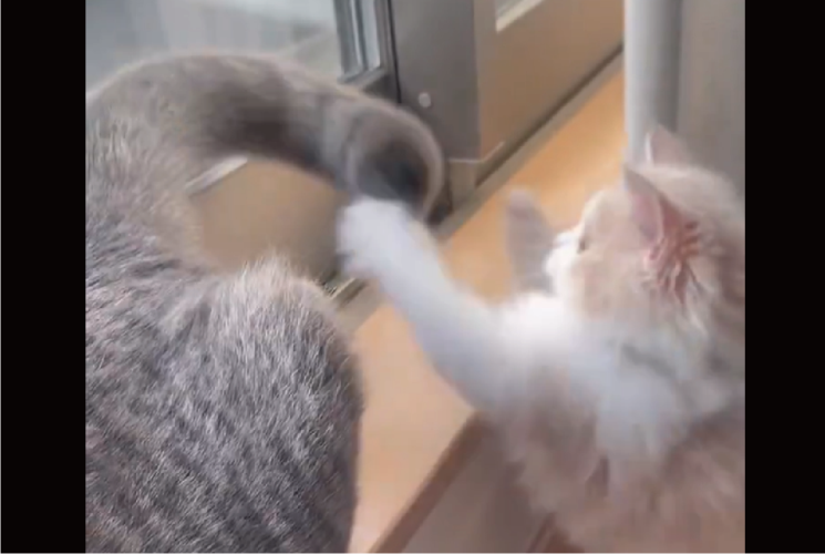 しっぽと戦う子ネコがかわいすぎる！「おチビにとっては毎回真剣勝負」「必死になって追う子ネコめっちゃ良い」