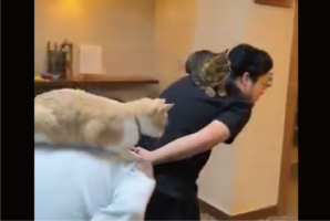 看板猫たちの業務終了後の姿が話題「大人しく乗ってて偉い」「ネコ様へのリスペクト素敵すぎます」