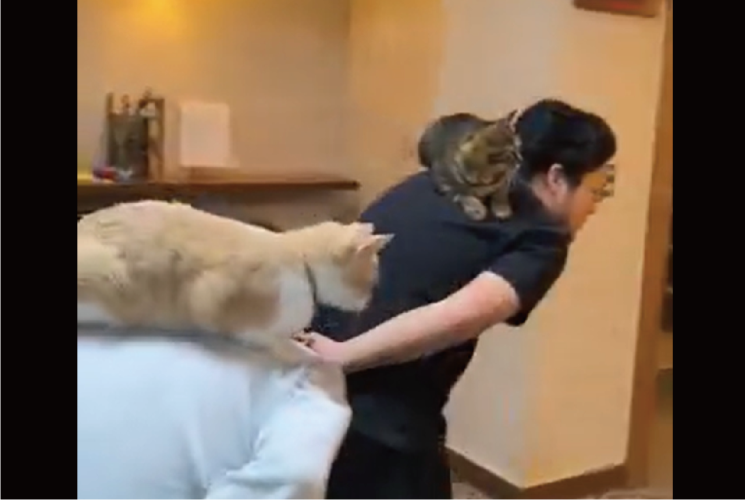 看板猫たちの業務終了後の姿が話題「大人しく乗ってて偉い」「ネコ様へのリスペクト素敵すぎます」