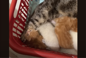 母ネコを親として慕う子がもうひとり。子ネコたちの中にしれっと紛れている子が！！【海外・動画】