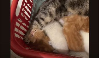 母ネコを親として慕う子がもうひとり。子ネコたちの中にしれっと紛れている子が！！【海外・動画】