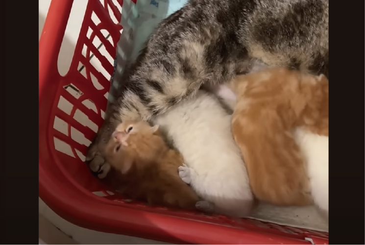 母ネコを親として慕う子がもうひとり。子ネコたちの中にしれっと紛れている子が！！【海外・動画】