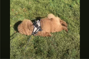 ぽてぽて・・ごろんっ。おさんぽ気分ではなかったイヌが取った行動に驚き！？【海外・動画】