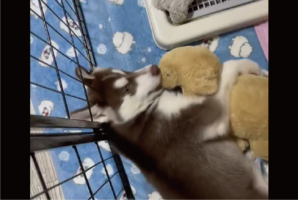ぬいぐるみをぎゅ～。だっこしている愛犬がかわいすぎると話題に「めちゃくちゃかわいい」「カメラ目線があざとい」