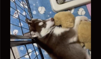 ぬいぐるみをぎゅ～。だっこしている愛犬がかわいすぎると話題に「めちゃくちゃかわいい」「カメラ目線があざとい」