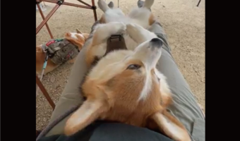 キャンプの楽しみ方が平和すぎるコーギーに「究極に贅沢な過ごし方」「おてて前で揃えてるの超かわいい」