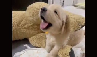 お腹がいっぱいになってウトウト・・。寝落ちするゴールデンレトリバーの子犬がかわいすぎる!