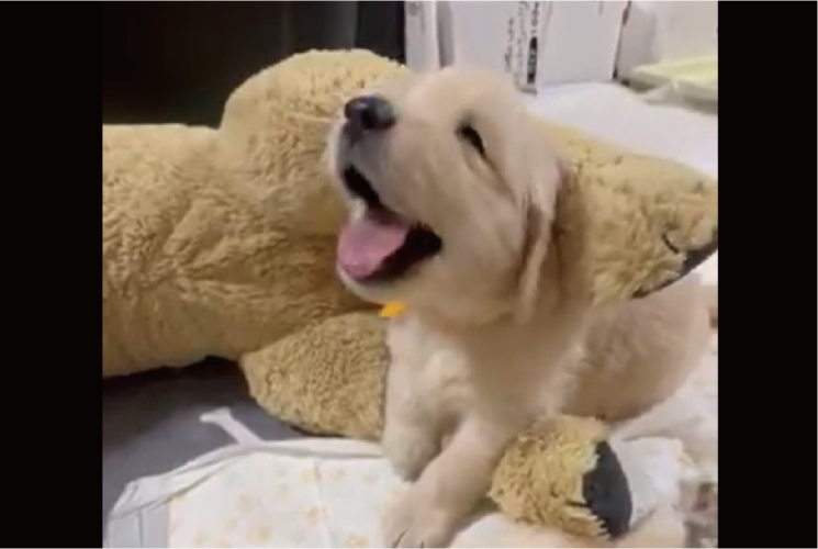 お腹がいっぱいになってウトウト・・。寝落ちするゴールデンレトリバーの子犬がかわいすぎる！