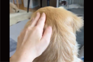 「ねぇねぇ！」と愛犬を呼んだら・・振り向き方がかわいすぎた！！「あざといですね～」「甘え方、勉強になります」