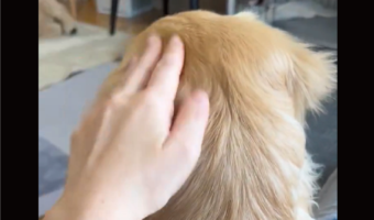 「ねぇねぇ！」と愛犬を呼んだら・・振り向き方がかわいすぎた！！「あざといですね～」「甘え方、勉強になります」