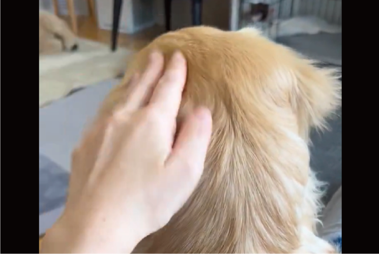 「ねぇねぇ！」と愛犬を呼んだら・・振り向き方がかわいすぎた！！「あざといですね～」「甘え方、勉強になります」