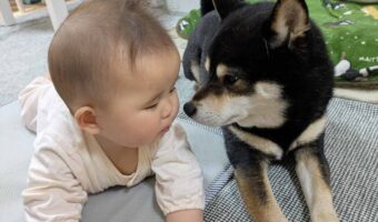 黒豆柴が赤ちゃんに伏せ方を教えてあげている!?微笑ましいツーショットに「眼差しが優しいね」「伏せって言われたらこうするワン」