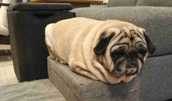 パグが四角い!?ソファの上にいるパグが話題に「丸めたブランケットかと思ったらワンちゃん」「難しい印鑑みたい」