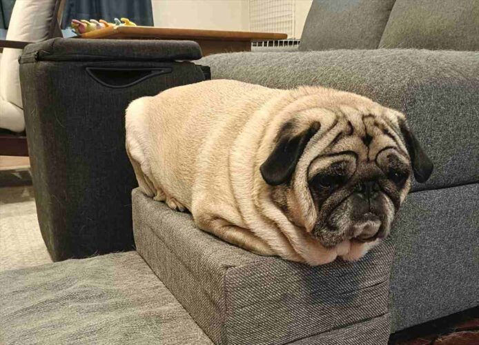 パグが四角い！？ソファの上にいるパグが話題に「丸めたブランケットかと思ったらワンちゃん」「難しい印鑑みたい」