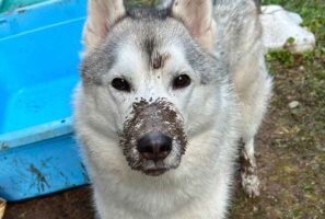 「この後は風呂だよ」と伝えられたハスキー犬。その顔に反響「ですよね・・・って感じがたまりません」「えっ・・・みたいな顔がかわいい」