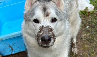 「この後は風呂だよ」と伝えられたハスキー犬。その顔に反響「ですよね・・・って感じがたまりません」「えっ・・・みたいな顔がかわいい」