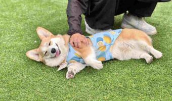 ドッグランに大満足!笑顔でゴロリと寝転がるコーギーが話題に「楽しそうですね!」「ぎゅむぎゅむしたい!」