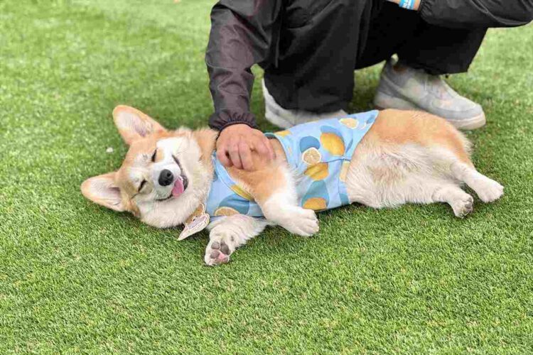ドッグランに大満足！笑顔でゴロリと寝転がるコーギーが話題に「楽しそうですね！」「ぎゅむぎゅむしたい！」