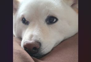 「さっきまで咥えていた靴下どこに置いた？」と愛犬に聞いたら・・。柴犬のリアクションが話題に「目をそらしていますね」
