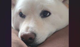 「さっきまで咥えていた靴下どこに置いた?」と愛犬に聞いたら・・。柴犬のリアクションが話題に「目をそらしていますね」