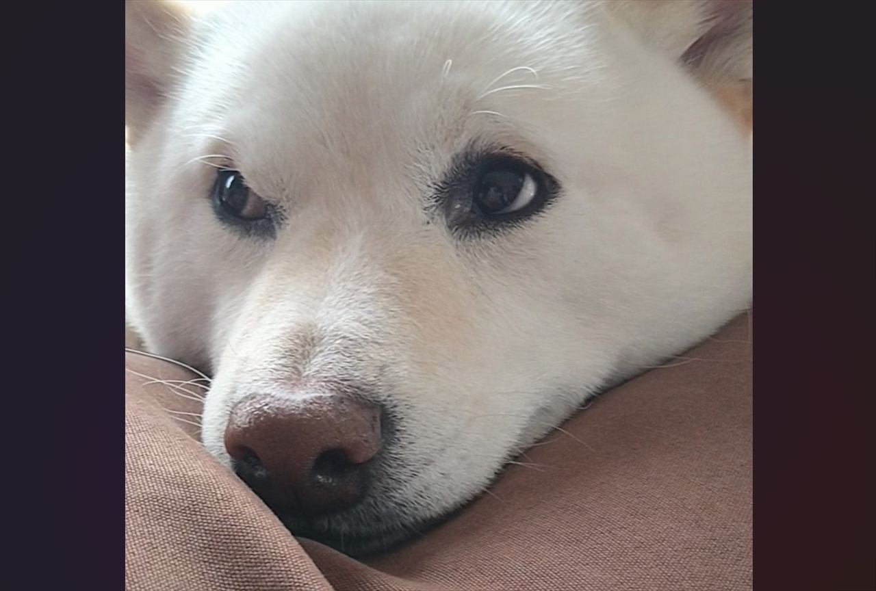 「さっきまで咥えていた靴下どこに置いた?」と愛犬に聞いたら・・。柴犬のリアクションが話題に「目をそらしていますね」