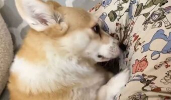 ナデナデして欲しいコーギー。ホリホリして猛アピールする姿に反響