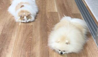 愛猫と愛犬が溶けちゃった!?うつ伏せ中の仲良しなふたりが話題に「同じポーズ!かわいいー!」「揃って見事な溶け方」