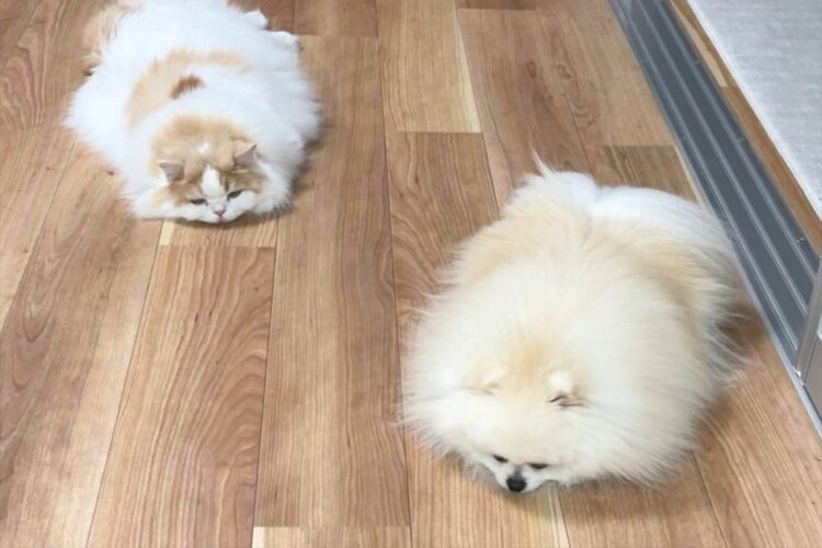 愛猫と愛犬が溶けちゃった！？うつ伏せ中の仲良しなふたりが話題に「同じポーズ！かわいいー！」「揃って見事な溶け方」