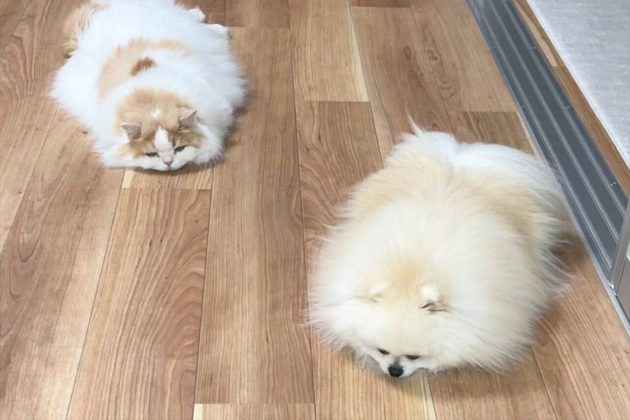 愛猫と愛犬が溶けちゃった!?うつ伏せ中の仲良しなふたりが話題に「同じポーズ!かわいいー!」「揃って見事な溶け方」