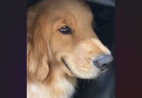 かたくなに口を開こうとしないゴールデンレトリバー。視線も泳いでいるその姿に「この顔は確実にやってますね」「何かたくらんでいそう」