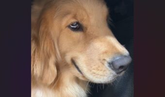 かたくなに口を開こうとしないゴールデンレトリバー。視線も泳いでいるその姿に「この顔は確実にやってますね」「何かたくらんでいそう」