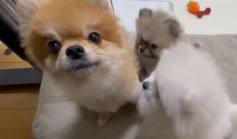 ママにちょっかいを出すポメラニアンの子犬たち。わちゃわちゃな光景に「もみくちゃですね」「かわいすぎます」