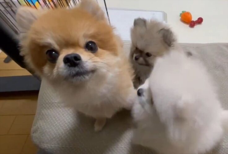 ママにちょっかいを出すポメラニアンの子犬たち。わちゃわちゃな光景に「もみくちゃですね」「かわいすぎます」