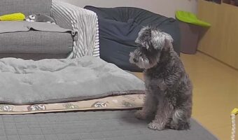 飼い主さんが急いで帰る事を決めたミニチュア・シュナウザーの姿が話題に「かわええ~寂しかったんやね」「お腹をたくさんさすってあげて」