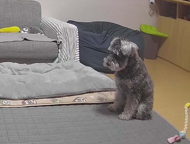 飼い主さんが急いで帰る事を決めたミニチュア・シュナウザーの姿が話題に「かわええ～寂しかったんやね」「お腹をたくさんさすってあげて」