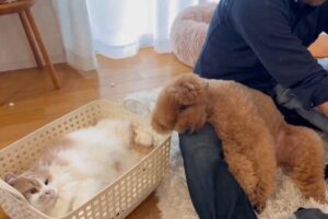 飼い主さんにかまってほしいトイプードルとミヌエット。洗濯物のフリをする甘えん坊たちがかわいすぎる！