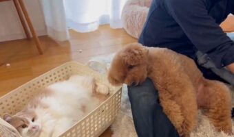 飼い主さんにかまってほしいトイプードルとミヌエット。洗濯物のフリをする甘えん坊たちがかわいすぎる!