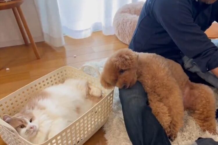 飼い主さんにかまってほしいトイプードルとミヌエット。洗濯物のフリをする甘えん坊たちがかわいすぎる！