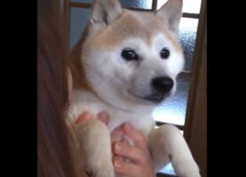 お顔をぺたんっ！だっこしてくれている飼い主さんと顔をくっつける柴犬の動きに「はぁ〜かわいい」「結構な勢いでペタンなんだね！」