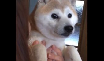 お顔をぺたんっ!だっこしてくれている飼い主さんと顔をくっつける柴犬の動きに「はぁ〜かわいい」「結構な勢いでペタンなんだね!」