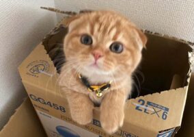 子ネコがダンボール箱に入ってかくれんぼ中！「このビックリ箱なら何度も引っかかりたい」「ピョコっと出てきてかわいい」