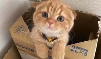 子ネコがダンボール箱に入ってかくれんぼ中！「このビックリ箱なら何度も引っかかりたい」「ピョコっと出てきてかわいい」